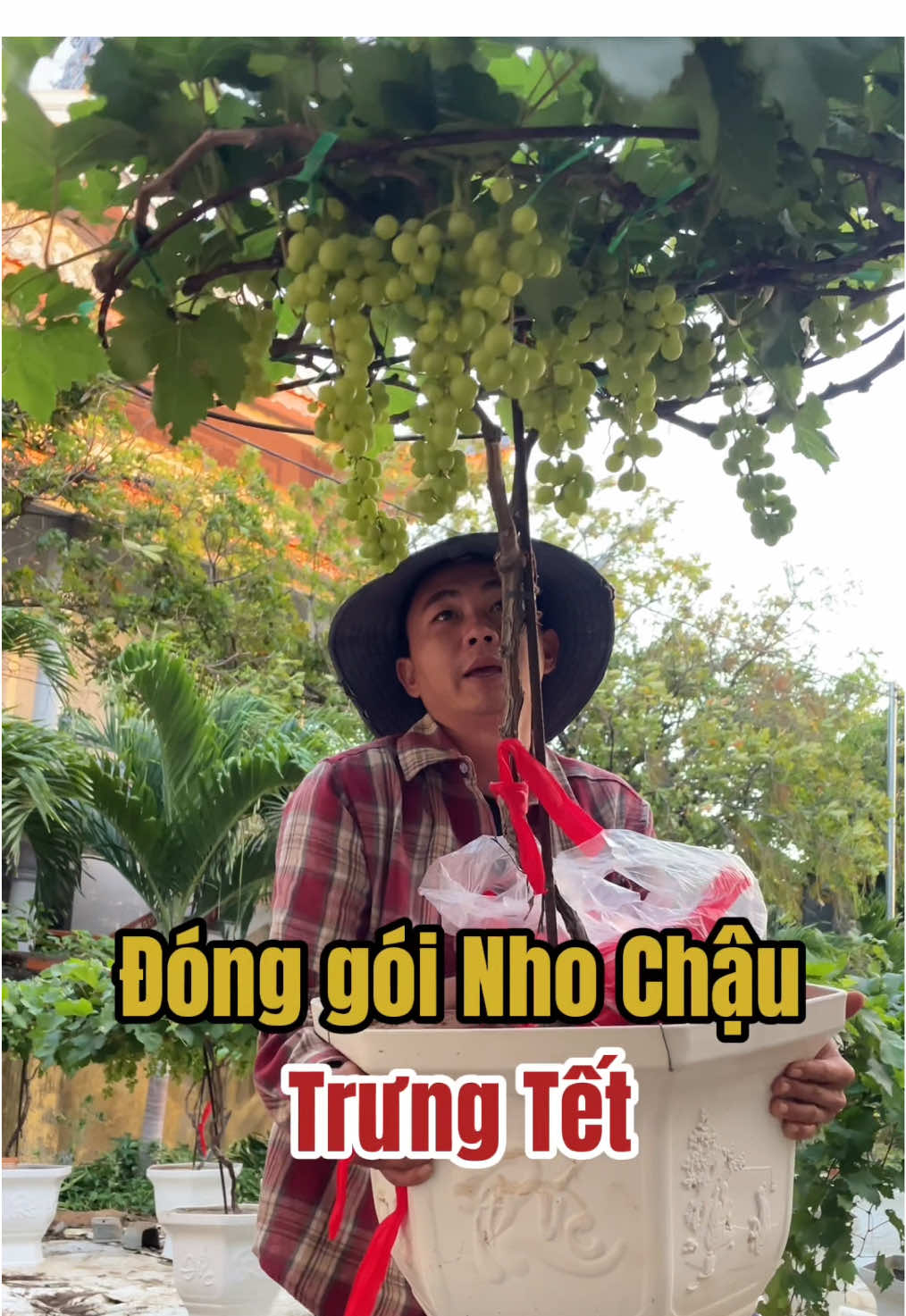 Đóng gói Nho Chậu trưng Tết 🧧 #nho #nhogiongninhthuan #caynho #caynhogiong #vuonnhogiongtrunghau 
