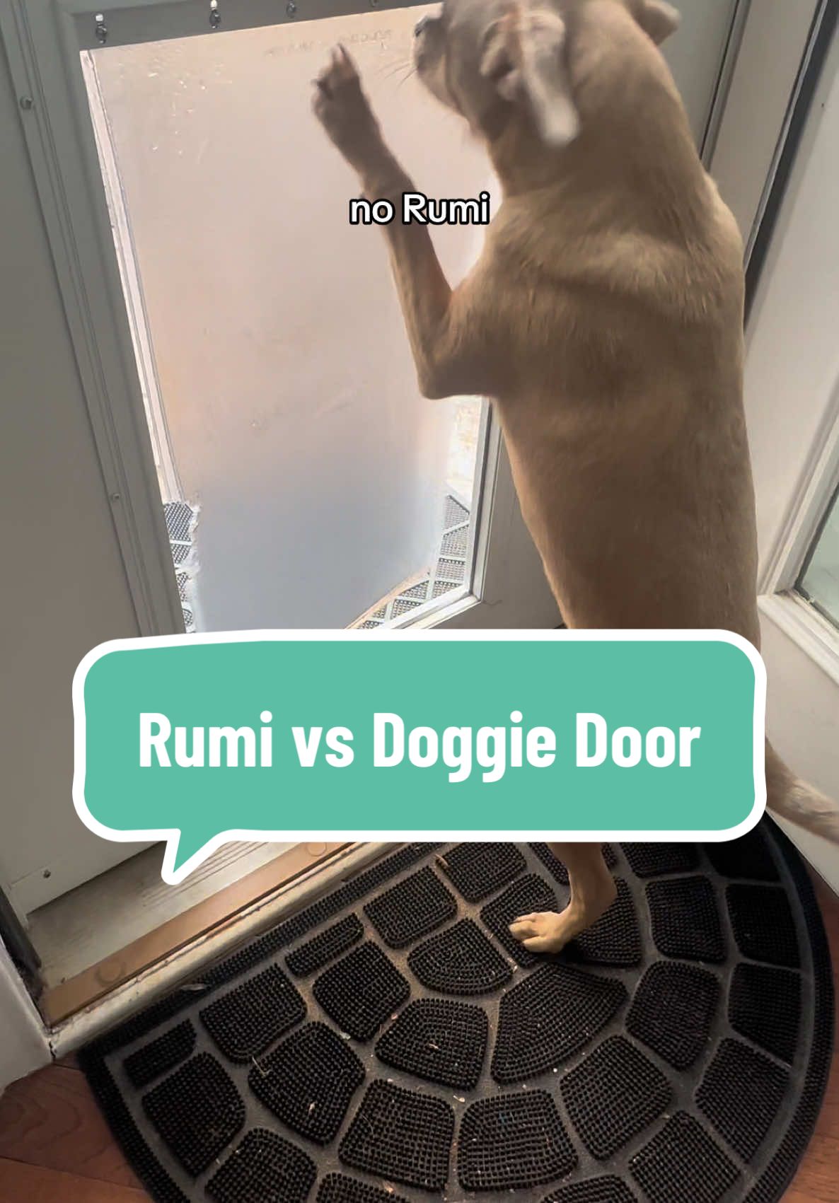 Help me y’all 😂 What can I do to help Rumi understand the door is not the enemy? #DogTraining #rescuedog #rumiandapollo #funnydogvideos #doggiedoor #dogsoftiktok #fyp #dogtok 