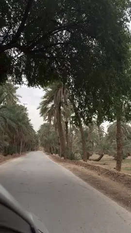 #الجو #اكسبلور #ترند #المجمعه #المزارع 