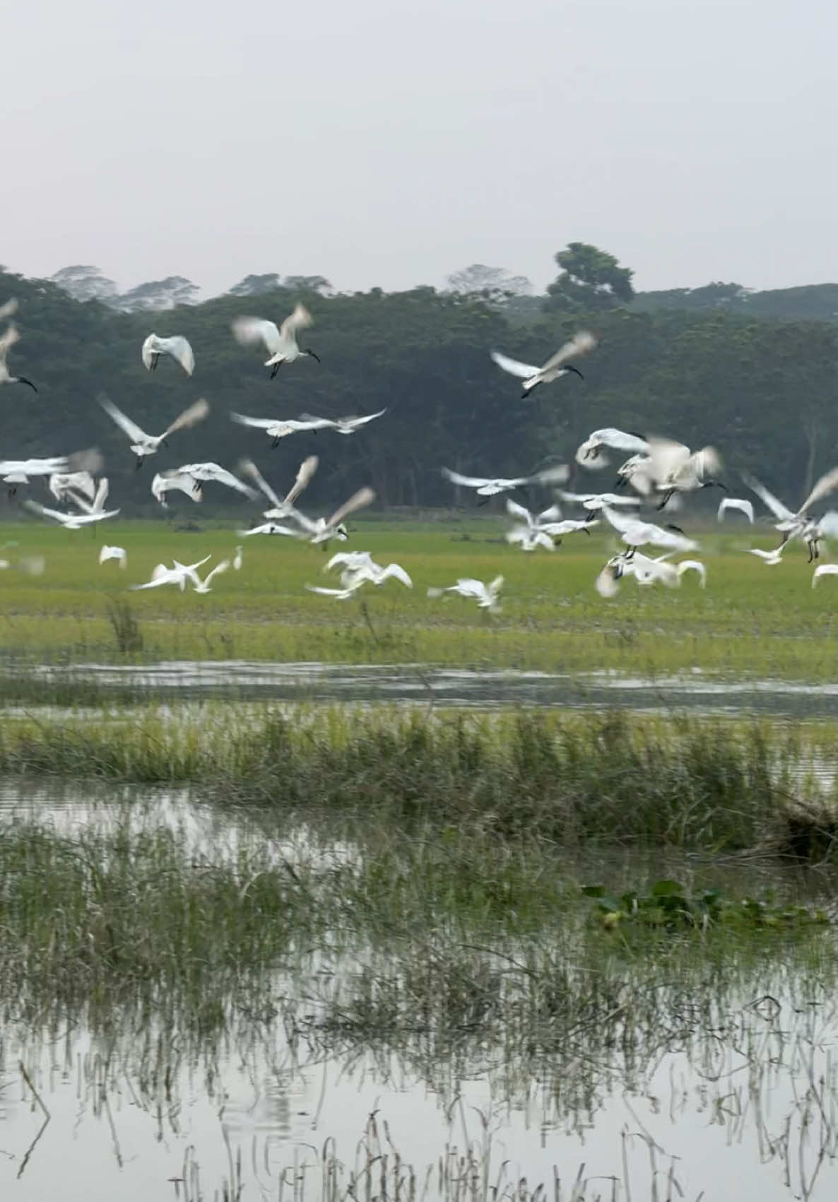 নদীর চরে অতিথি পাখিরা 🦩🦢 #birdlife 