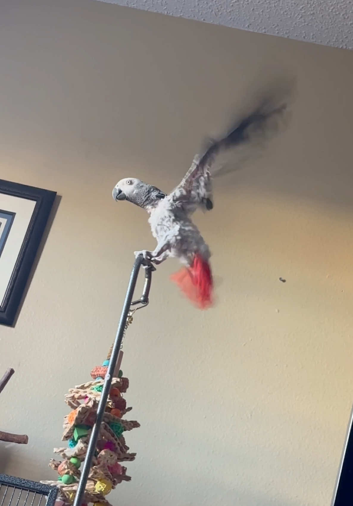 Freya getting more confident every day! She was plucked when we got her a month ago, and though she looks a little rough still, but she’s doing amazing, with a lot of new feathers coming in.  #africangrey #parrot #birdsoftiktok 