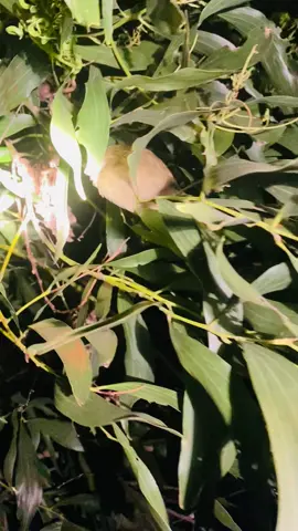 Chim gì đây không biết tên #xuhuongtiktok #trendtiktok #thợrừng 
