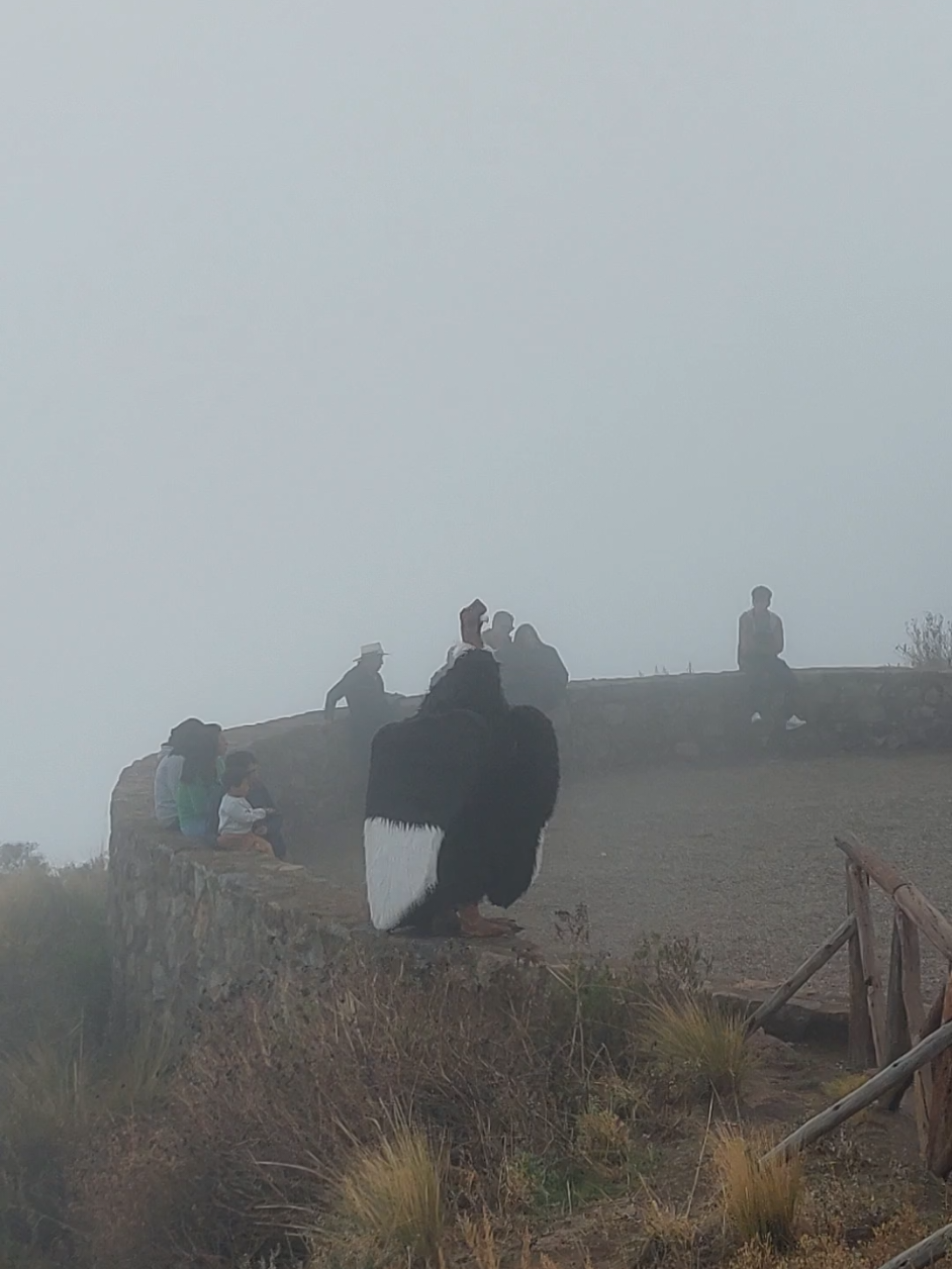 Si asi estuvo bonito lo que se pudo ver no me imagino cuando este despejado, recomiendo viajen en invierno por junio :'v #turismo #turism #trip #viaje #contenido #cañondelcolca #arequipa #extranjeros #cultura #conociendolugares #conociendoperu #viajesito #2025 #nuevoañonuevasmetas #fypシ゚ #xyzbca #lentejas 