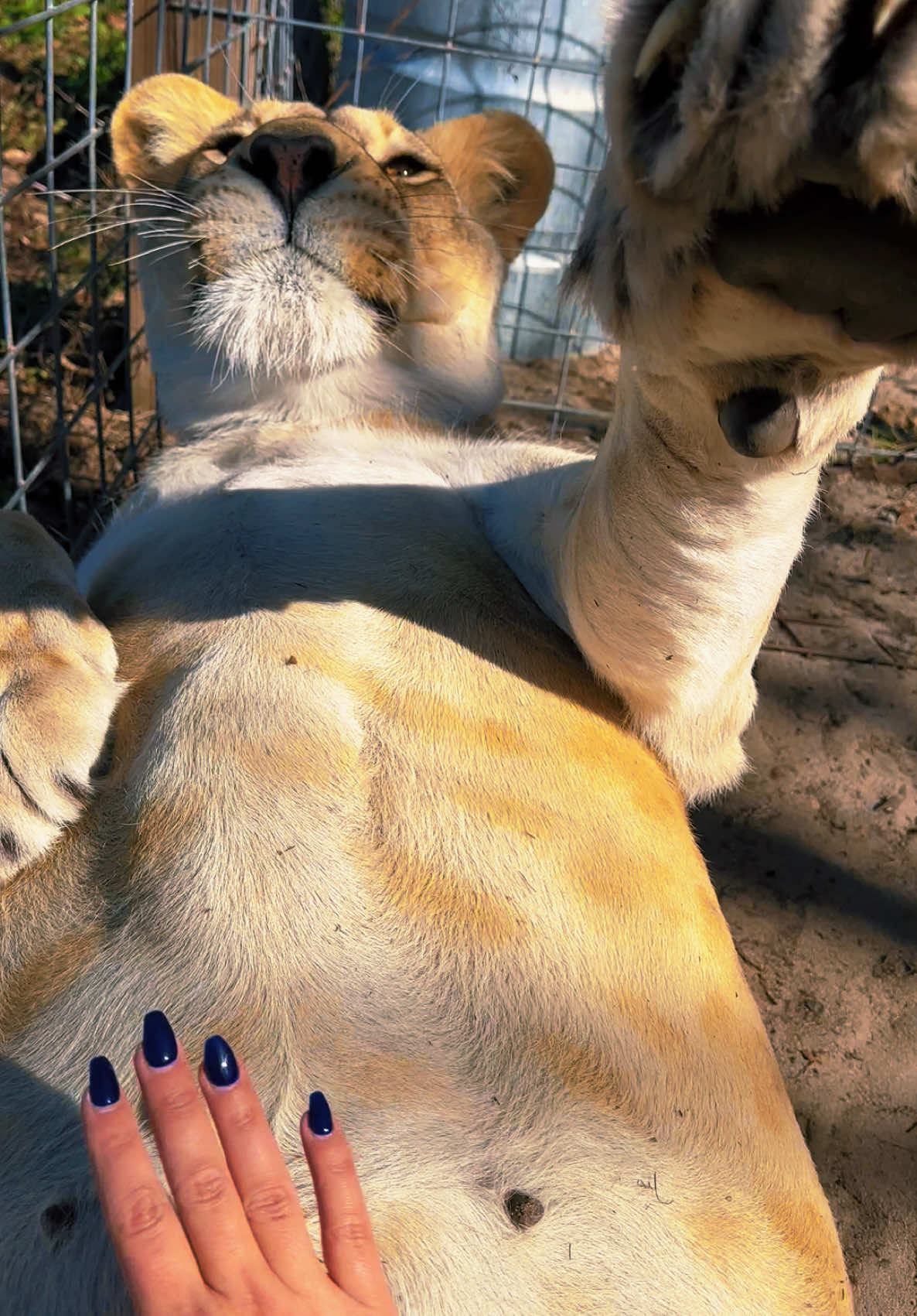 Binta belly & beans! #NOTpets #lion #lions #lioness #bigcat #bigcats #cat #cats #animal #animals #Love #amazing #fl #florida #fyp 
