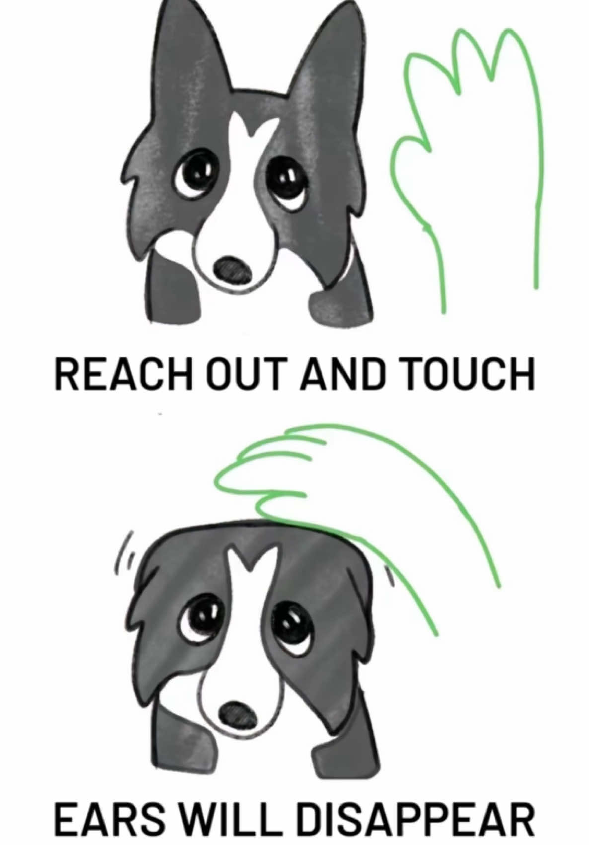 For research purposes…. ☺️🤭  #bordercollie #dogears #cutedogs #dogtok #dogvideos 