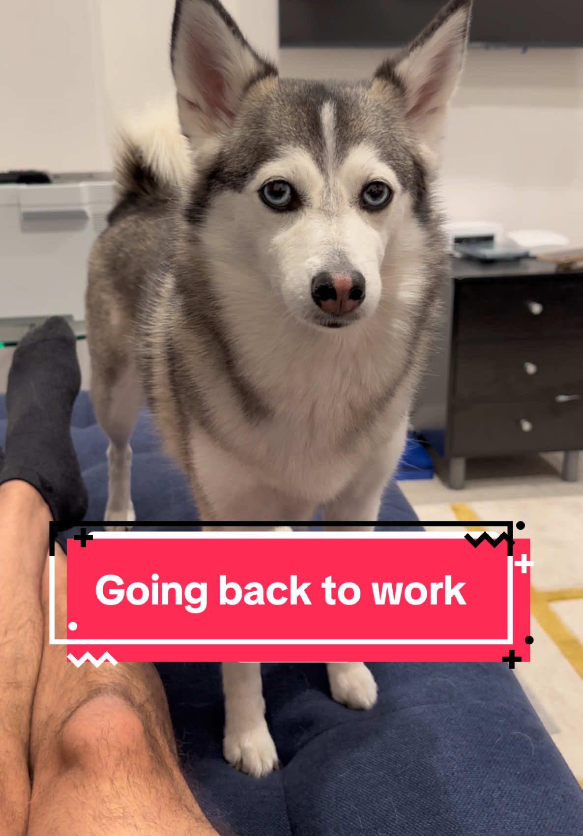 How your dog feels about you going back to work 🤣 #dogs #dogsoftiktok #husky #funnydog #smartdog #sassydog #fyp 