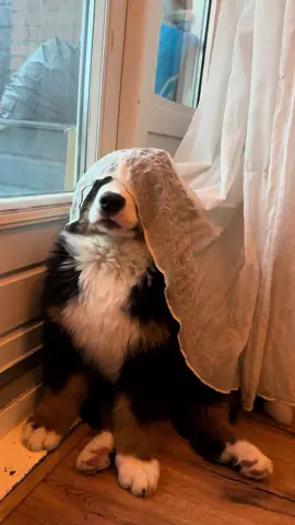 I’m the best at hide and seek 🐕 #bernesemountaindog #bernesemountaindogpuppy #BMD #puppylove #puppydog 