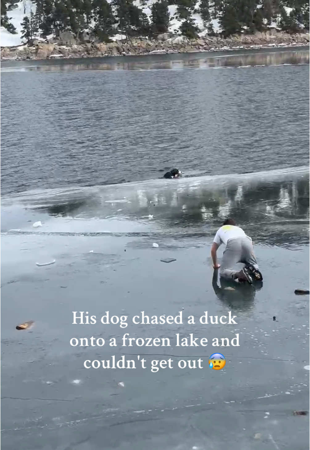 The dog was about to dr0wn but this heroic rescue saved its life and they were both okay ❤️‍🩹🥺🐶 #rescue #heroic #dogrescue #heroe #fyp 