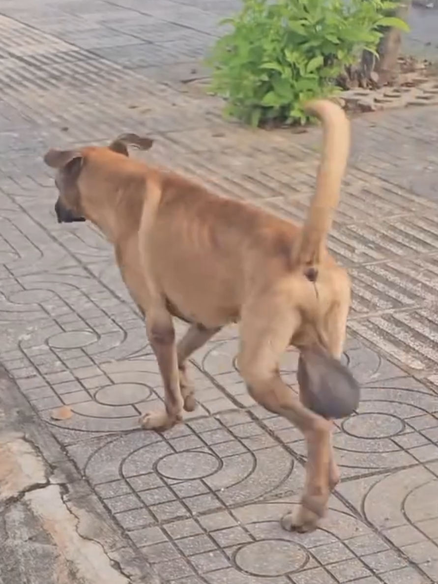 #Chacarron  #Humor #Perros 
