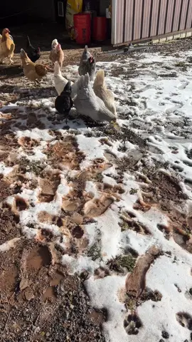 This trend but with chickens #chickensoftiktok #backyardchickens #babychicks #chickenkeeping 