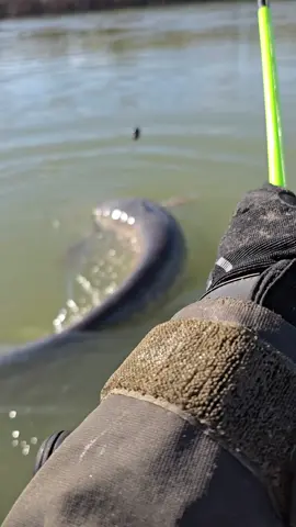 #fishing #pesca #wędkarstwo #catfish #siluro #sum #monsterfish #riverfishing #bigfish 