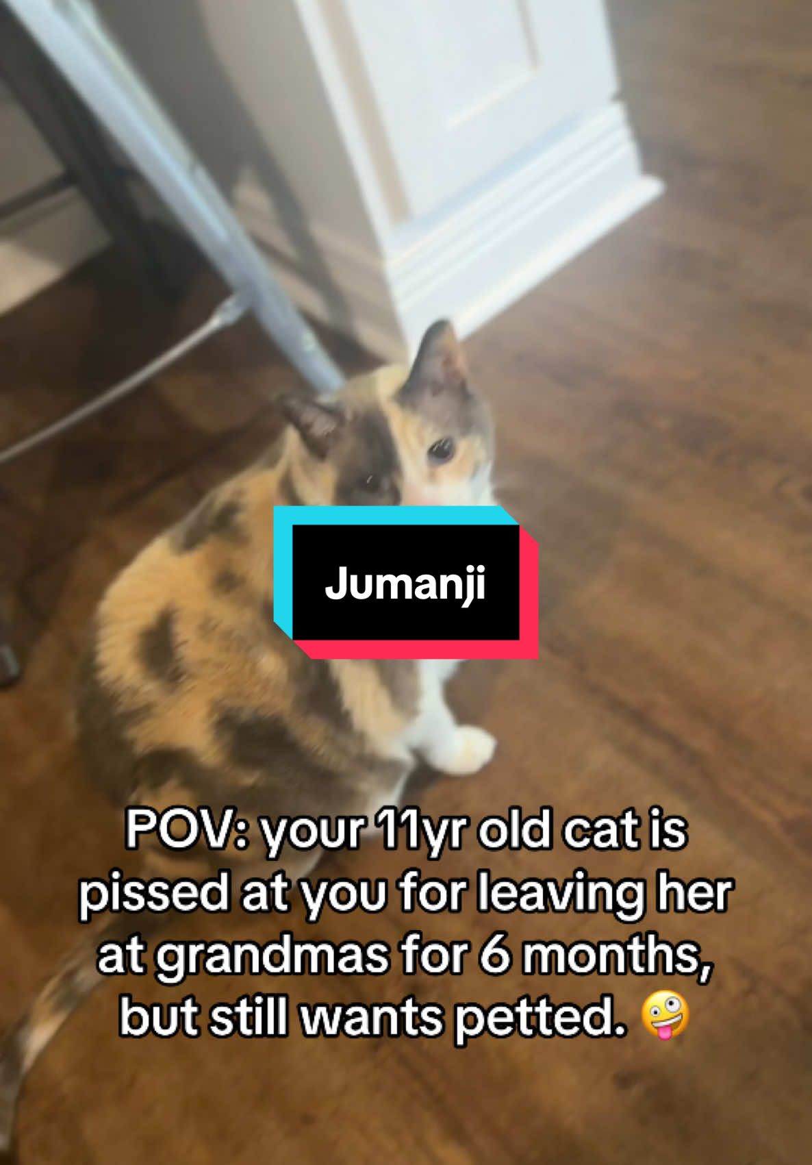 #cats #catsoftiktok #cattok 