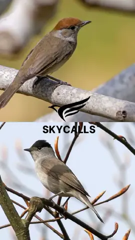 Eurasian blackcap #eurasian #blackcap #tin #تيان #عصفور_تين #دخل #eurasianblackcap #bird #sound #explore #italy #hunterxhunter #صيادين_مطروح_طبرق_ليبيا_اكسبلو 