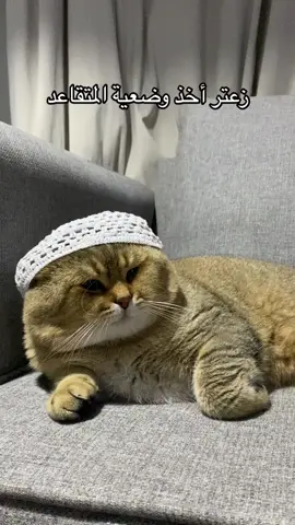 #قطط #fyp #fypシ #explore #اكسبلور #cat #cats #foryou #اكسبلورexplore #قط 