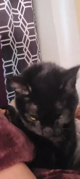 Roux(cifer) showed up on my front porch about 3 years ago. It was the beginning of winter and I couldn't let her stay outside in the cold. And once she was inside, she made herself at home and has been my devil soup cat ever since.  She and Winnie are the bestest of friends and it's often like Tokyo Drift on the hardwood floors.  Roux is my void kitty. she blends into the shadows and is extremely quiet and gentle.  feeding time (for me and for them) definitely has its annoying moments, but I look at it this way; if she was human, it'd be no different than swiping a french fry off my plate. she just wants a bite of cinnamon roll too.  🩵