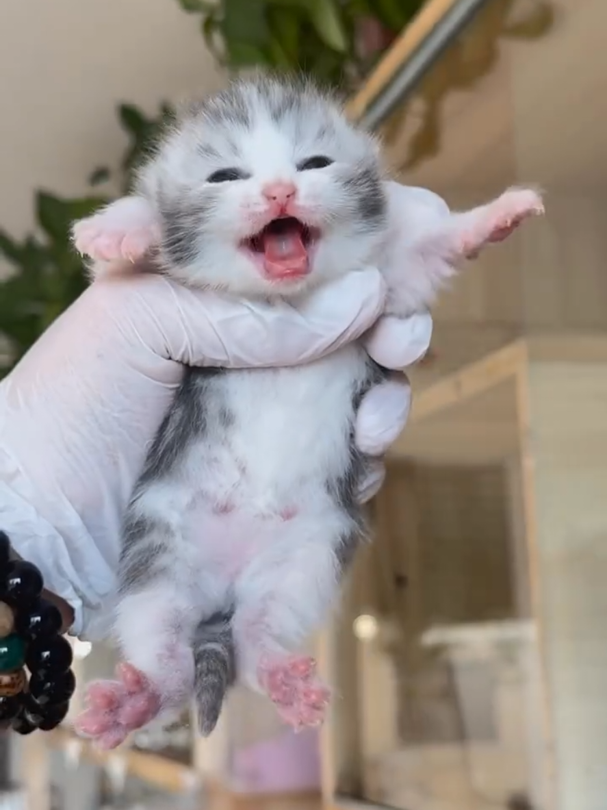 baby cat meowing, cuteness overloed cute Kitty kitten #cats #fyp #viral_video #catlover 