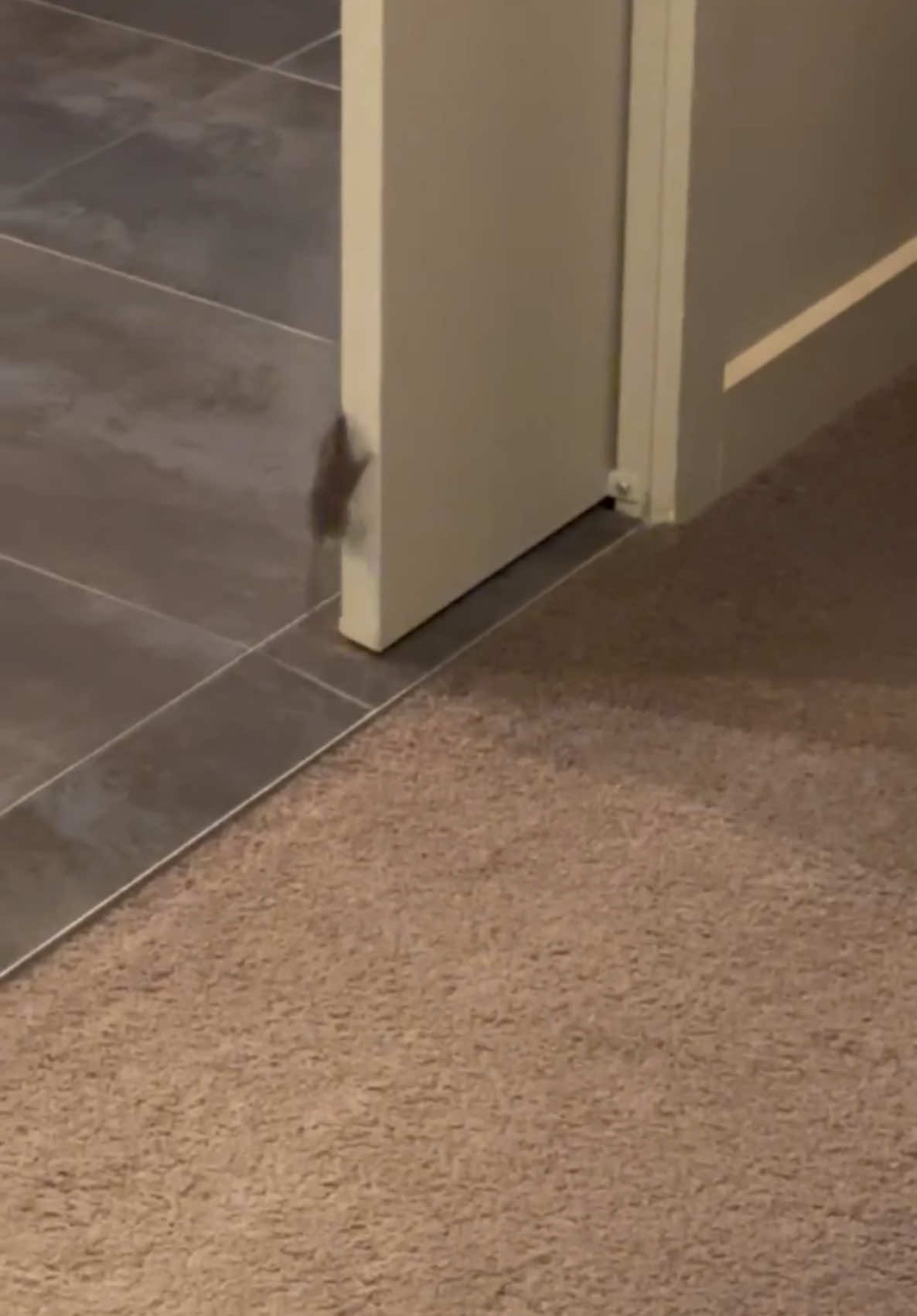 Im sorry who tf knew mice could climb like this…… 😵 #fyp #foryou #OhNo 