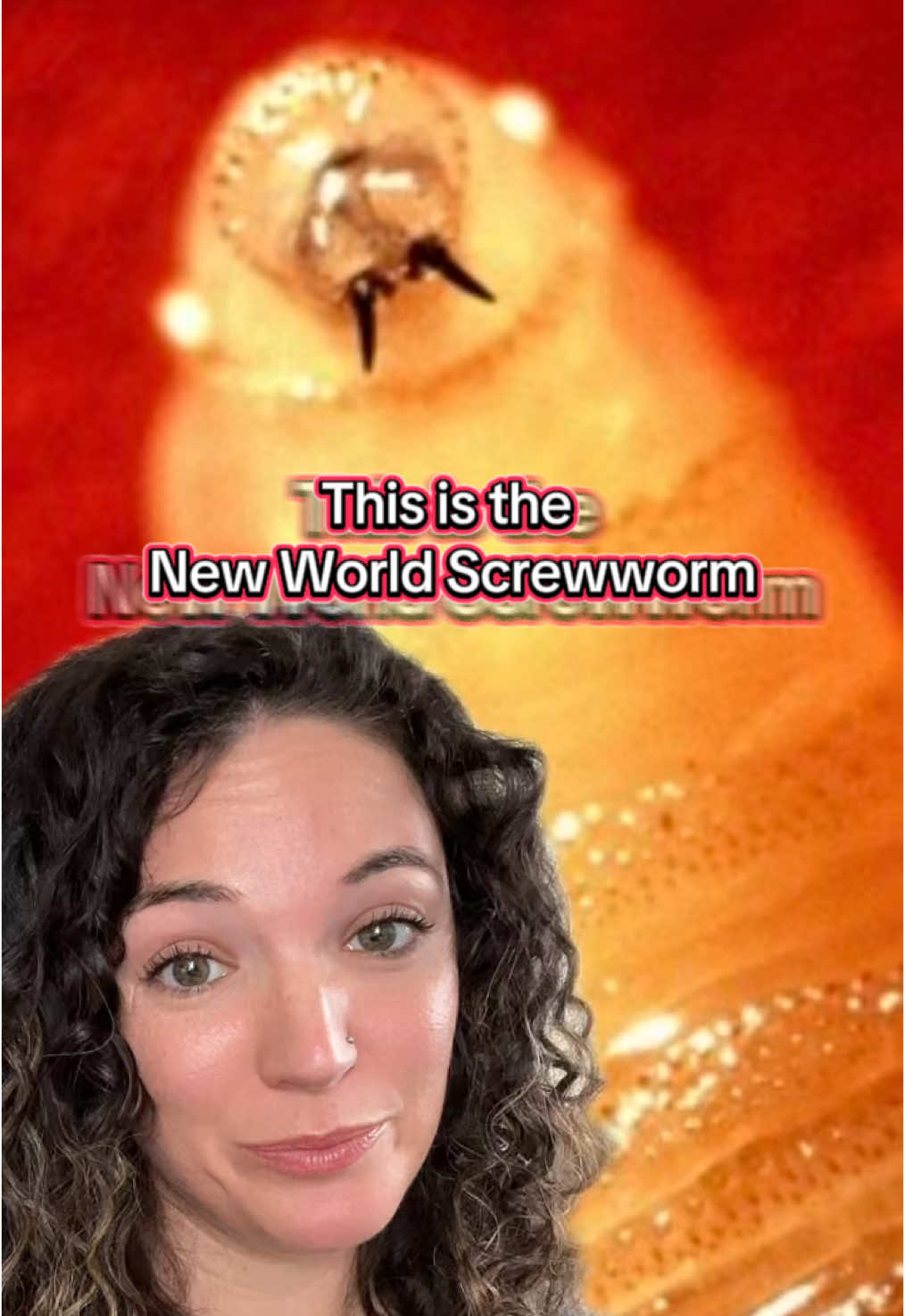 Is there a “maneater” on its way to Texas? Officials are warning people to be on the lookout for the dangerous New World Screwworms that can lay up to 300 eggs at a time and are attracted to open wounds, nostrils, eyes and mouths in animals and on rare occasions, even humans. #texas #parasite #agriculture #wildlife #animals #newworldscrewworm #flies #livestock #usda #health #maneater 