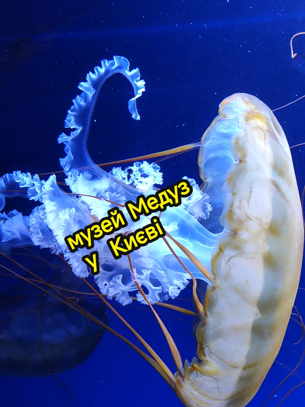 Музей Медуз ♥️ #музеймедуз #медуза #рекомендації#jellyfish #рекомендаціїукраїна #медузи #medusa #sea #museum #alexandratikul #beautykul #