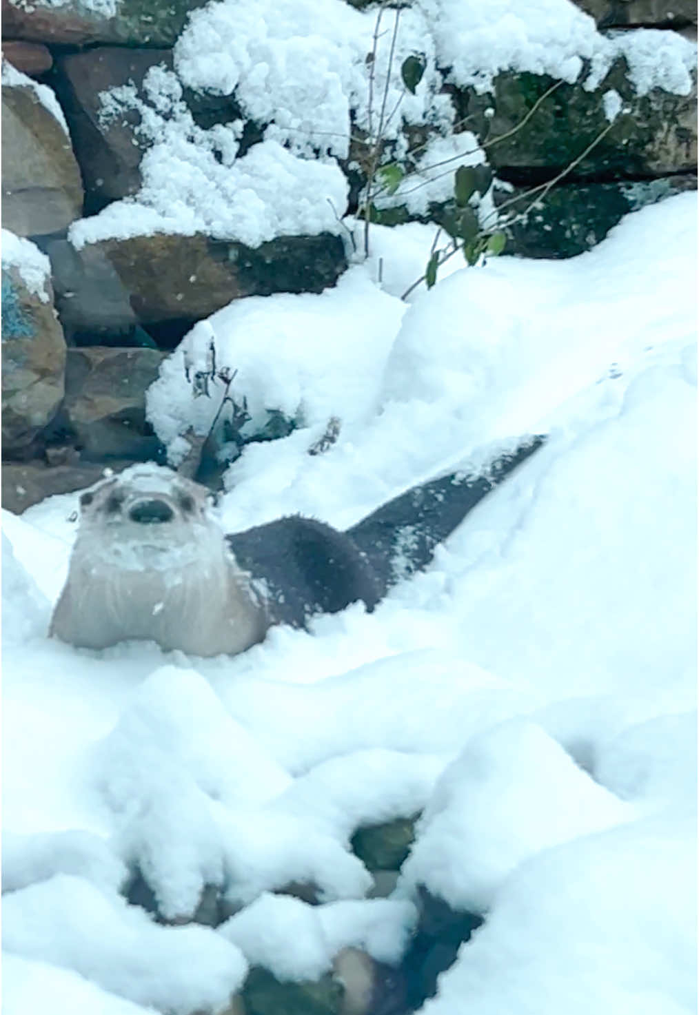 Otters playing in snow! #otters #ottersoftiktok #snow #cuteanimals #akronzoo 