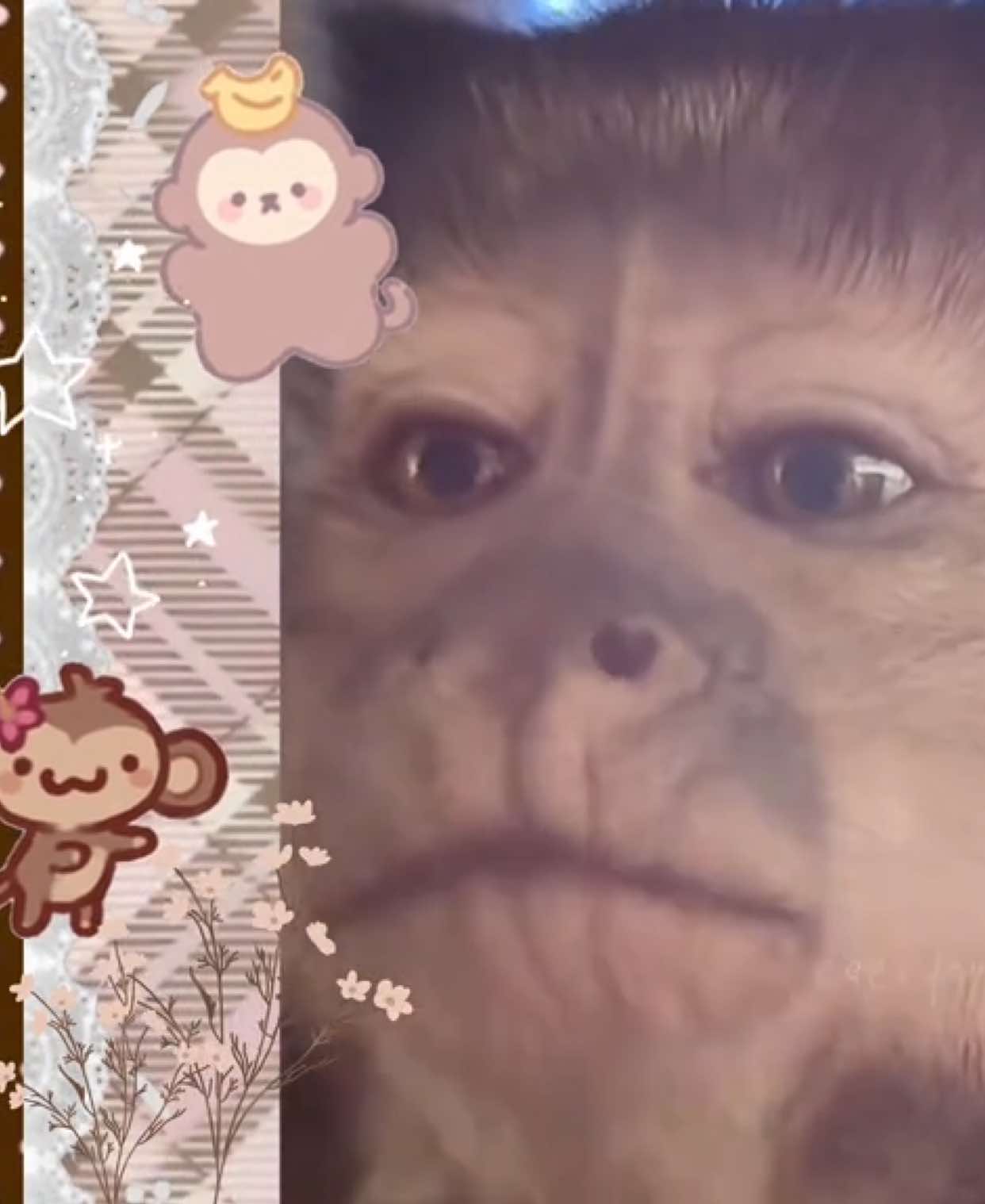 i love gaitlyn rae so much, she’s so silly @Gaitlyn Rae // #animalsoftiktok #monkey // @𝚣 ✞  // also this my fav matt maltese song rn //#fyp#mmonkeys #foru #monkeysoftiktok #foryoupage #edit #capcut #mattmaltese #gaitlynrae #softedit #pinterest #fypシ 