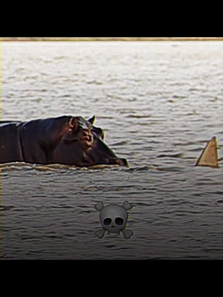 hipopótamo Vs bull shark ☠️ . . . #bullshark #hippo #hipopotamo #wildanimals #tubarao #fpy 