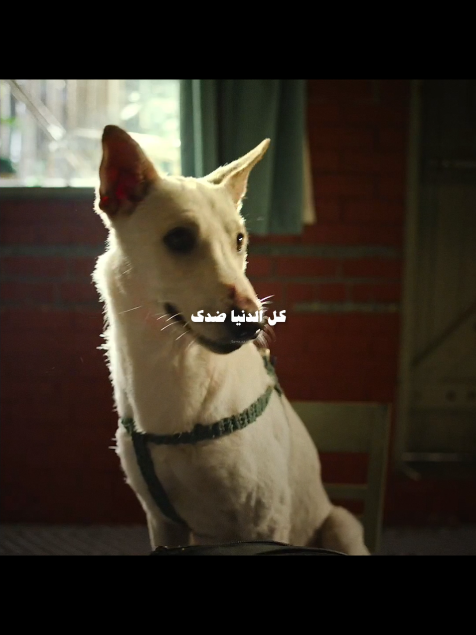 وتدور على إللي ضاع منك 🥀#ليجي_سي #lege_cy #rap3arab #fyp #foryou #foryoupage #flame_x5 