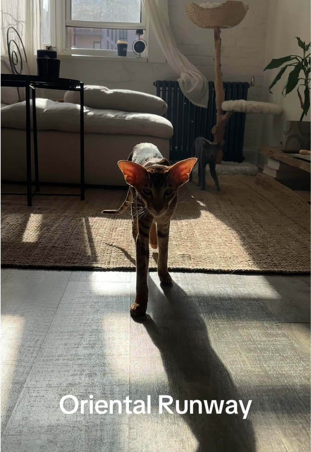 The Oriental Runway Walk 🐆 #orientalshorthair #orientalcat #exoticcat #orientalshorthaircat #orientalshorthairkitten #runwaywalk 