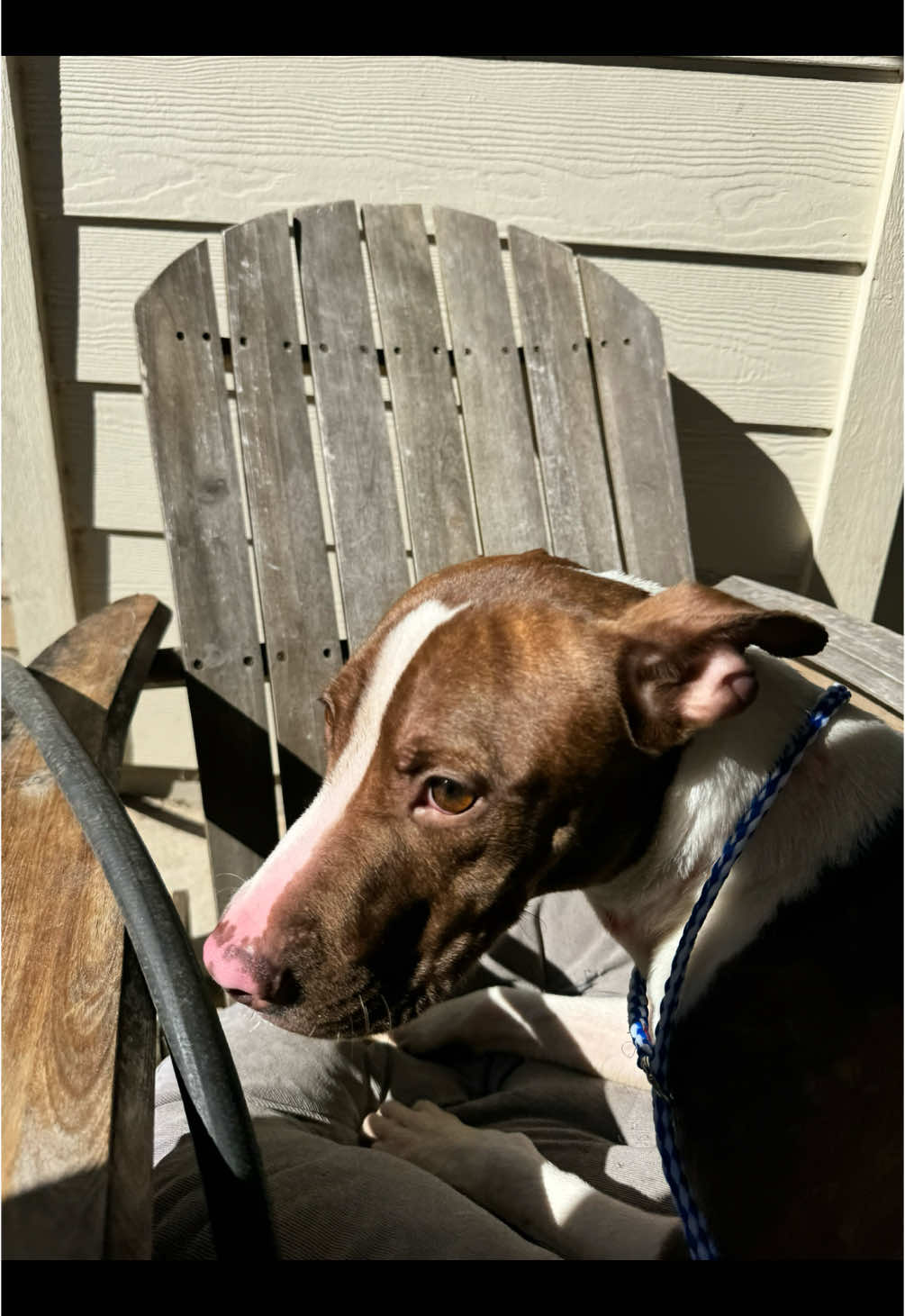 Hey guys!! Would you help me with this dog we found on the side of the highway!!! AUSTIN TX, East Austin by lavender loop right next to Austin Animal Center!!! #lost #dog #dogsoftiktok ##found #puppy #puppytiktok #puppylife #animal #help #helpanimals #humanesociety #austin #austintx #texas #atx 