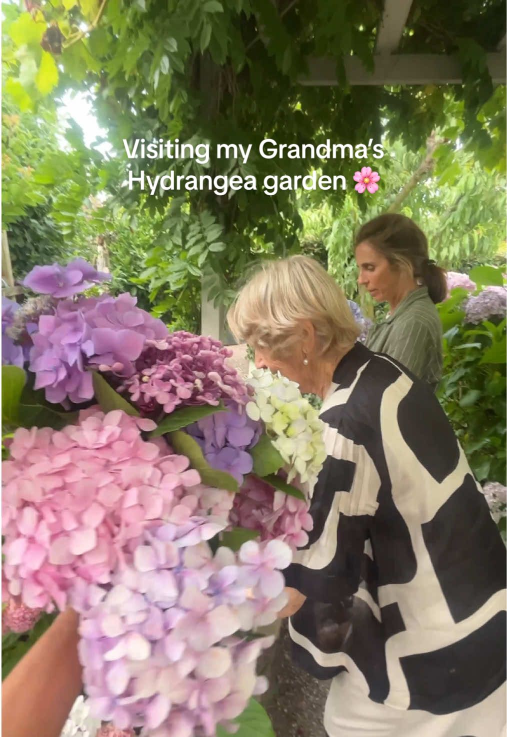 Replying to @rubyrosarie in awe of my grandma’s garden! #hydrangea #grandmasoftiktok #gardening #gardentok 