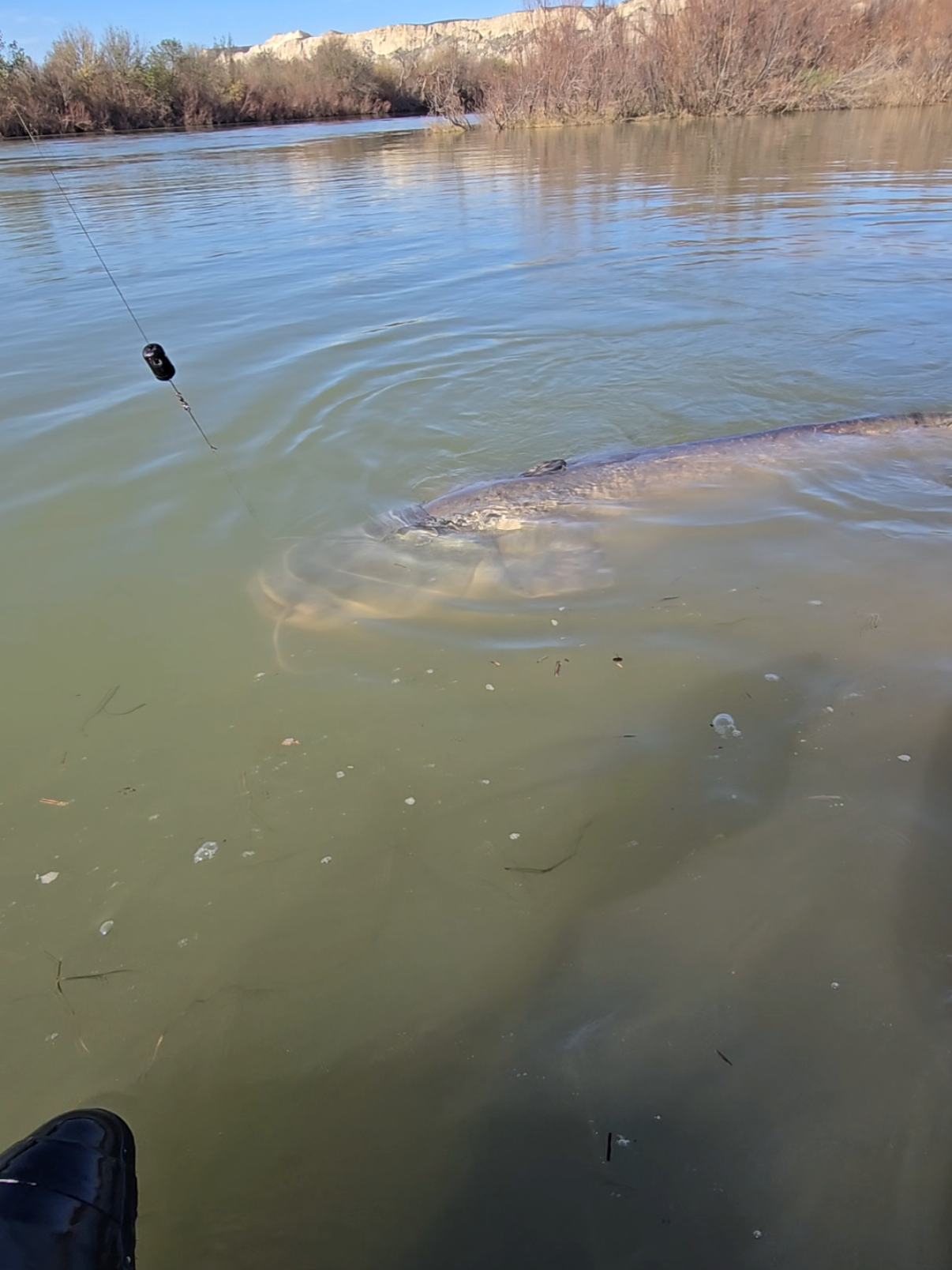 #fishing #pesca #wędkarstwo #catfish #siluro #sum #monsterfish #riverfishing #bigfish 