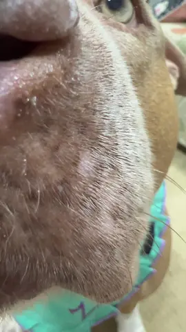 Um beijinho para seu 2025 ser maravilhoso 🥰🥰🥰 #foryou#fy#foryoupage#pitbull#animaisnotiktok#pravoce#trend#tiktok#viral#2025 