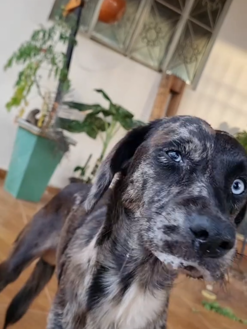 bora fazer uma ação para ajudar um doguinho doente?  esse é o taz um doguinho que foi diagnosticado com a doença do carrapato. para quem não sabe essa doença é bem severa e pode chegar destruindo tudo 🐶😷 #doguinho #doguinhodoente #doguinhoderua #doencadocarrapato 