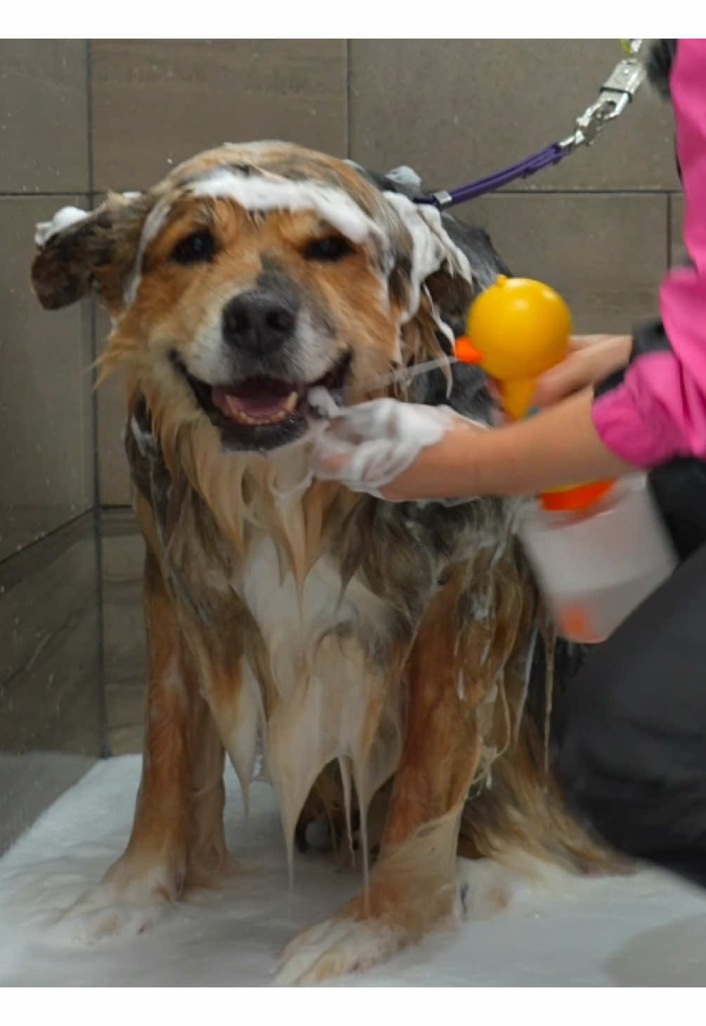 The not so nice Abigail 🐕 #groomer #groomerlife🐾 #animalovers #petloversoftiktok #viral #fyp #doglover #dogsoftiktok 
