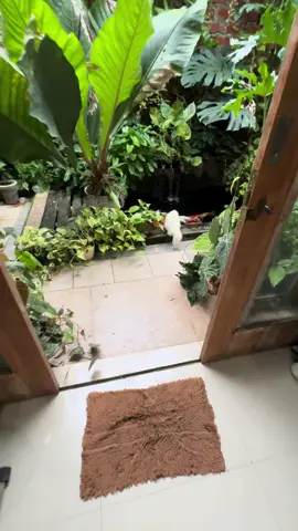 Kolam koi belakang rumah #pond #koi #mancing #fyp #fishing #reflexion #masyaallahtabarakkallah #tanamanhias #kicaumania #kicaumaniaindonesia #fabiayyi_ala_ii_rabbikuma_tukazziban #kolam #ikanhias #garden #viral #warga62 #positivevibes #beautiful #kucing #kucinglucu #kucingtiktok 