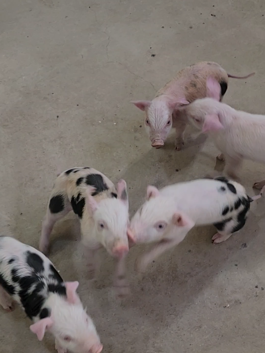 las 2 camadas conociéndose.🤠🐷 #cerdos #granjaporcina #granjaelrinconcito #porcicultura 