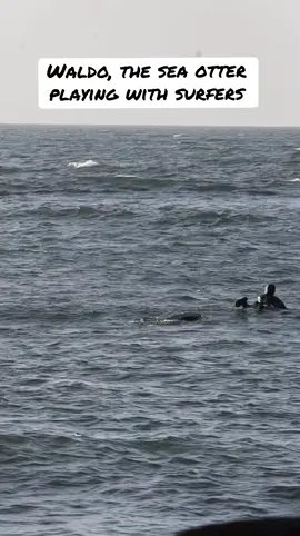 A playful sea otter in Sooke, British Columbia, recently made waves by joining surfers near Whiffin Spit. The otter climbed onto surfboards, engaging with surfers in a friendly manner. This unusual behavior has been observed multiple times, prompting wildlife experts to remind the public to maintain a safe distance from marine animals to ensure their well-being and ours.  For more details, check out the full story in The Globe and Mail. ##SeaOtter##SurfingOtter##Sooke##VancouverIsland##WildlifeEncounters##GlobeAndMail##StaySafe##MarineLife##explorebc##ExploreVictoria##ExploreCanada