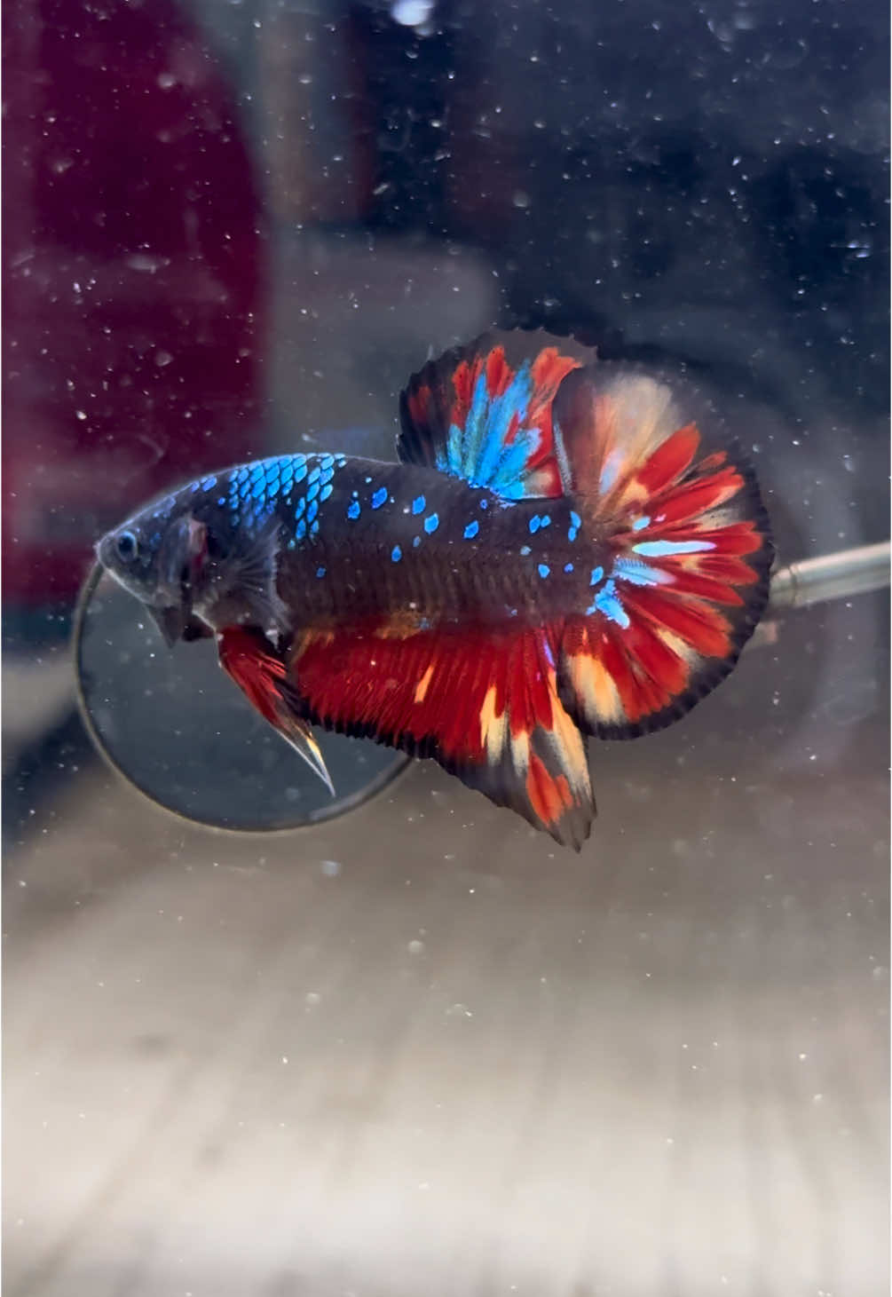 HMPK #betta #bettafish #ปลากัด #ปลากัดสวยงาม 