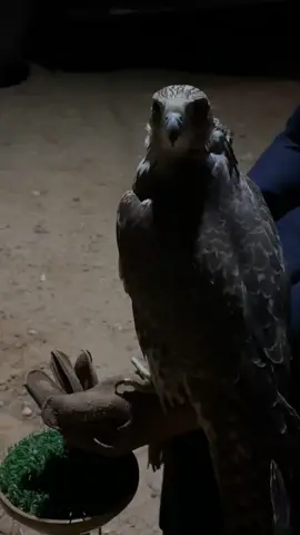 #حفرالباطن_ 