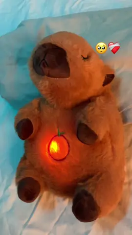 I love my capybara that breathes🤞🏻#capybara #teddy 