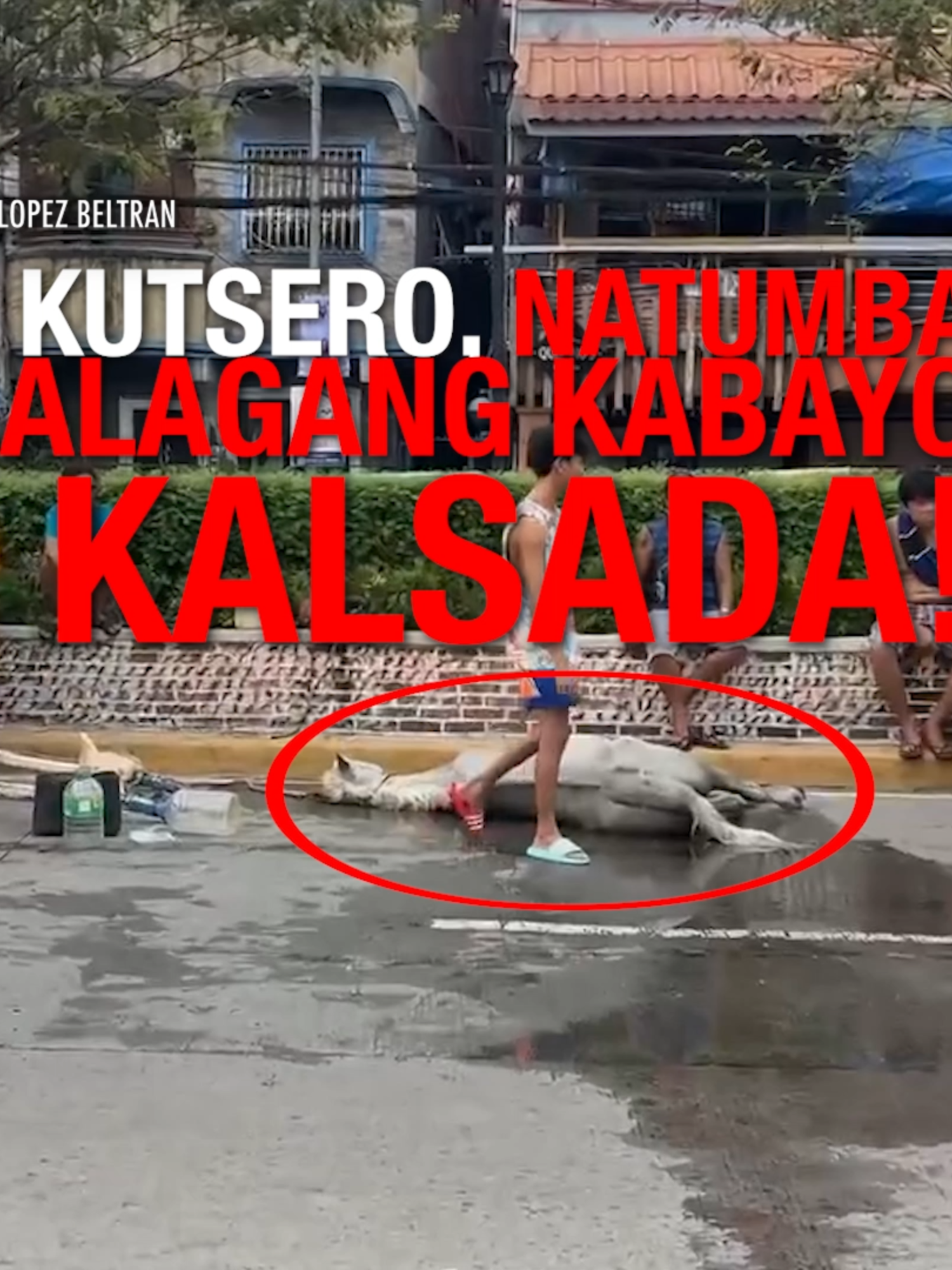 KABAYO, BIGLANG BUMAGSAK SA KALSADA! Napahinto si Lolong kutsero sa kanyang paghahanapbuhay nang biglang bumagsak ang kanyang kabayo sa daan. Ano ang nangyari sa kabayo? #FYP
