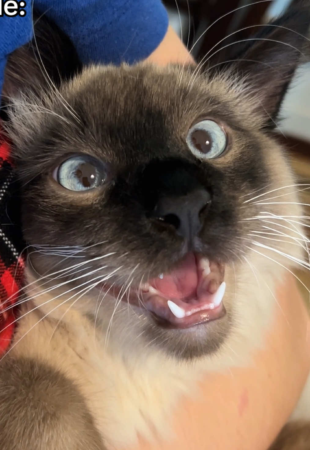 Head empty . . . #cat #catsoftiktok #siamese #siamesecat #kitten #siamesekitten #trend #fyp #petinfluencer #cute #funnycat #fluffycat #funnycatvideos #catvideos #foryou #viral #trending #comedy #Love #boycat #meme #catmeme #silly #relatable #catmom #juno#siamesechirp #reels #balinesecat #meow 