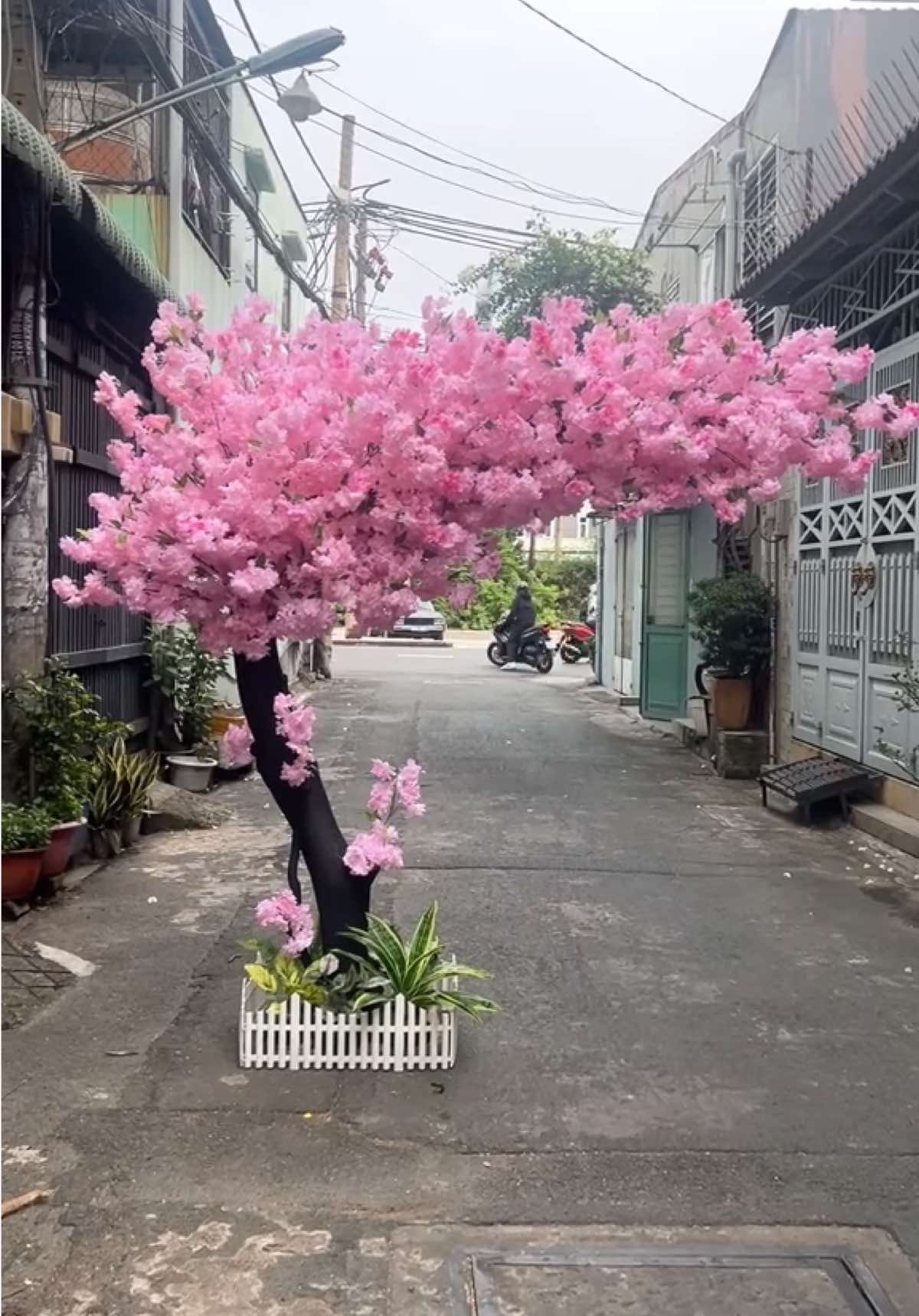 Mấy bữa nay hoa mai nhiều rồi, shop em lại gửi thêm hoa anh đào cho rịu ràng và rồ mén tịc ạ hihi. #câyđàogiả #decortet #trangtrítết #hoaanhđàogiả 