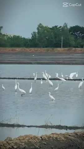 #HoàngLê 🌾đàn cò bay về nơi thương nhớ #💐💐💐💫💫💫🌟🌟🌟 