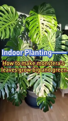 #indoorplants #monstera #houseplants #caretips #indoorgarden #planttips #gardening #plants #gardentips #planting #homegarden 