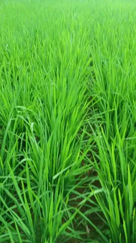 tetap semangat kawan 💪  #belajartani #petanipadi #platbe #petanimilenial #petaniindonesia🇮🇩🇮🇩🇮🇩🌿🌿 