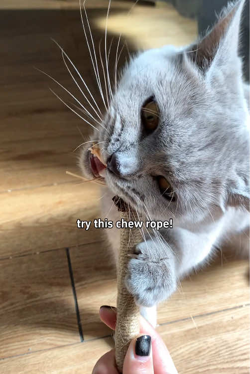 Your cat need it!#cattoys #catlover #catowner #tiktokmademebuyit #chewtoy 