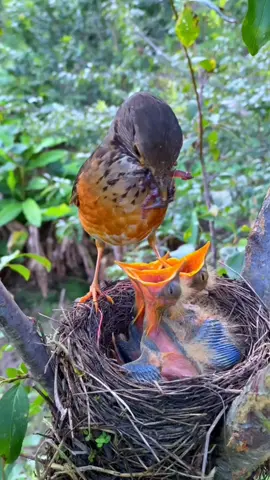 Buổi sáng ấm áp yên bình  #thiennhien708 #animals #birds #fyp #xuhuong #viral 