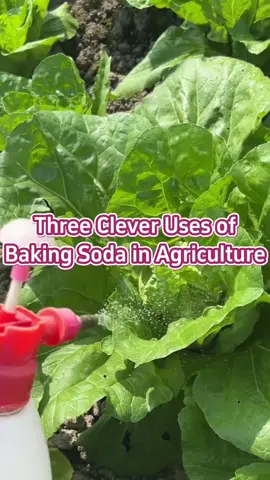#garden #gardentips #gardening #gardening101 #gardeninghacks #gardeningtips #planting #planttips #agriculture #farming 
