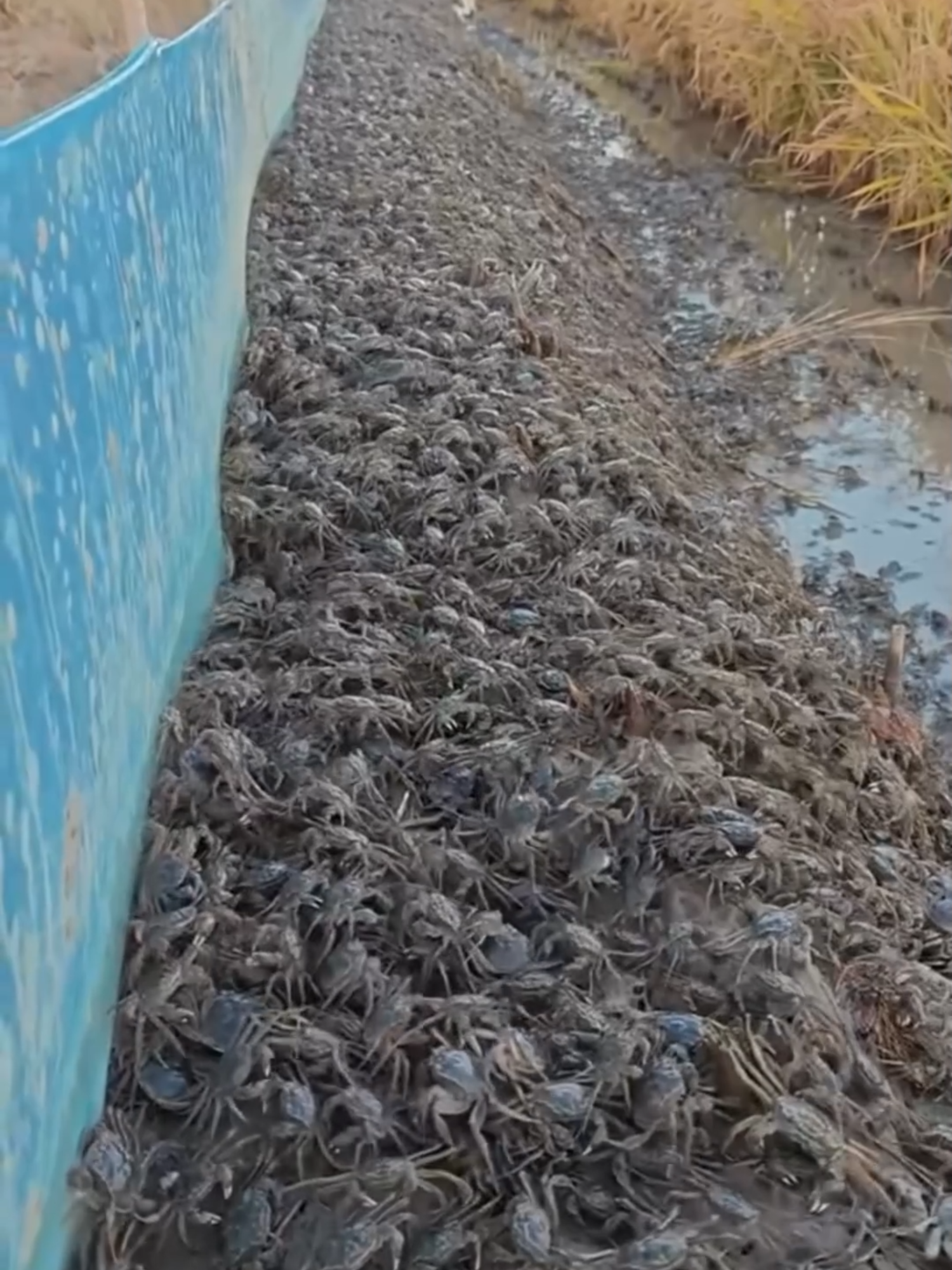 EL CULTIVO DE ARROZ Y CANGREJO: TRADICIÓN E INNOVACIÓN EN ARMONÍA Un sistema milenario que combina la siembra de arroz con la cría del cangrejo chino de mitones, impulsando la sostenibilidad agrícola y mejorando la biodiversidad con beneficios económicos y ecológicos. #ArrozYCangrejo #Cocultivo #AgriculturaSostenible #Biodiversidad #InnovaciónAgrícola #ChinaTradicional #SistemasIntegrados #CangrejoMitones #ProducciónSostenible #EquilibrioEcológico